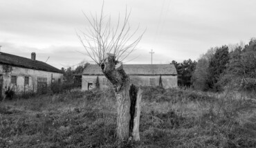 Soundtrack for Falling Trees