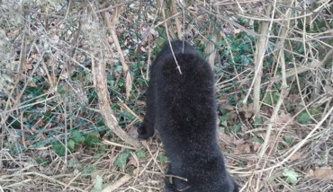 Gatto Nero