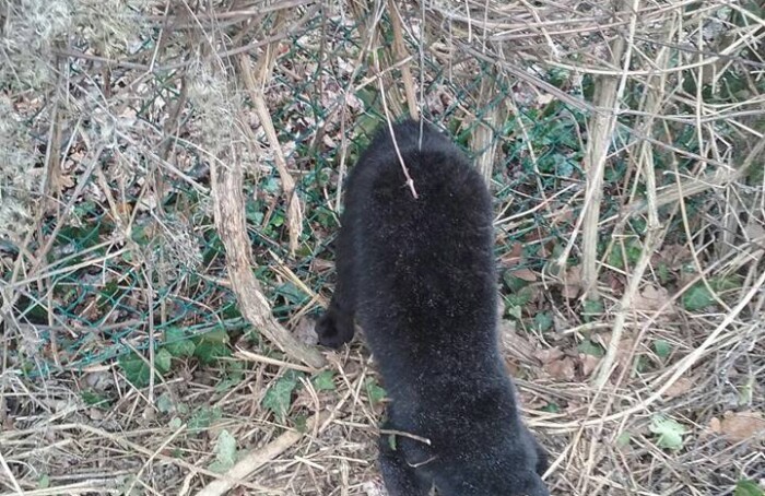 Gatto Nero