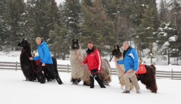 2018 01 06 Lama 1