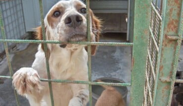 Cane Al Canile