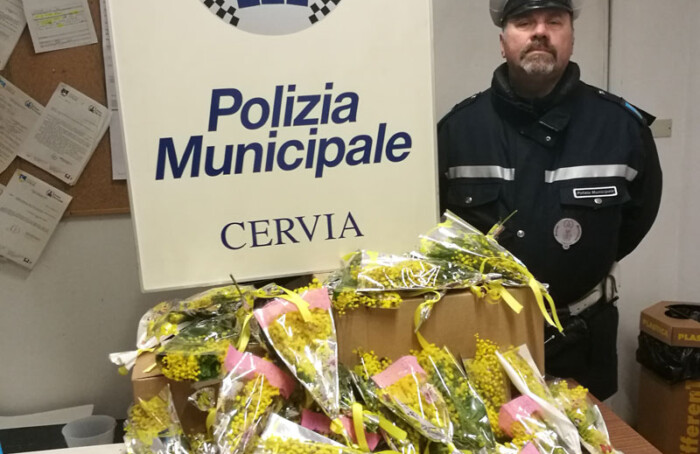 Rinvenimenti Mimose