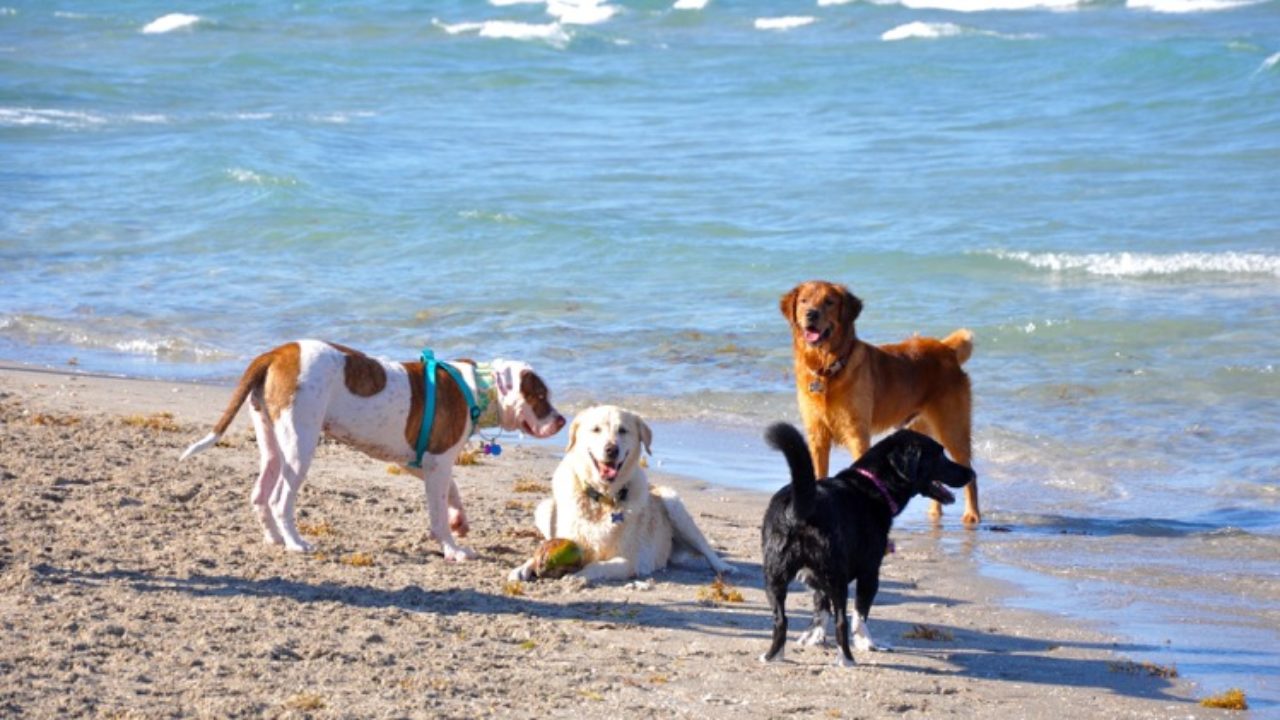 Cani in spiaggia: due nuove aree a disposizione. Ecco l'elenco di tutti i  bagni disposti a ospitarli
