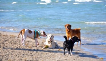 Cani In Spiaggia