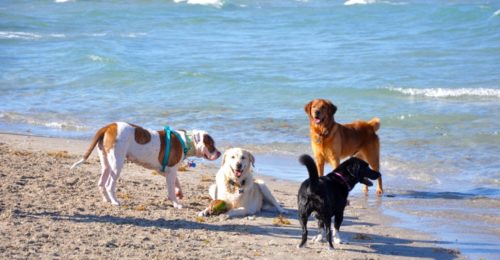 Cani In Spiaggia