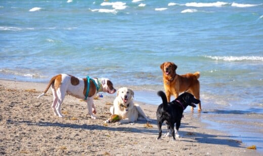 Cani In Spiaggia