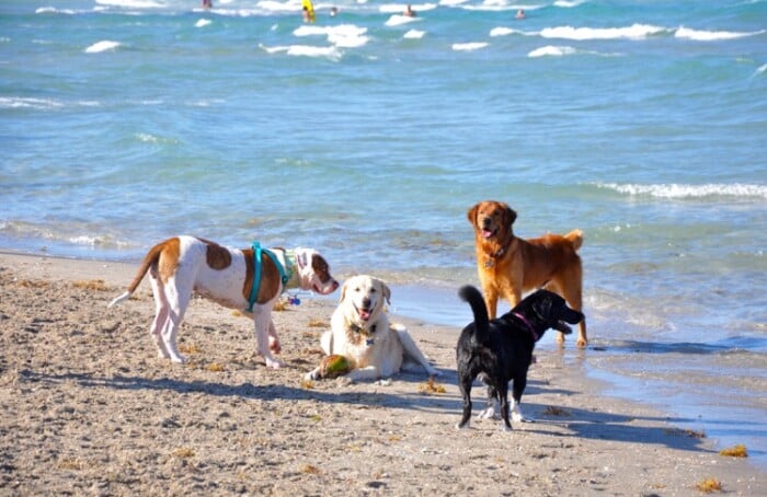Cani In Spiaggia