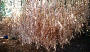 Cielo Di Spighe In Costruzione Di Stefano Brienza