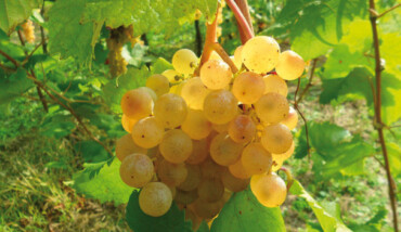 Uva Albana