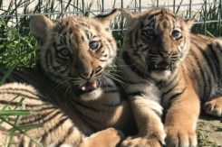 Tigri nate al parco safari