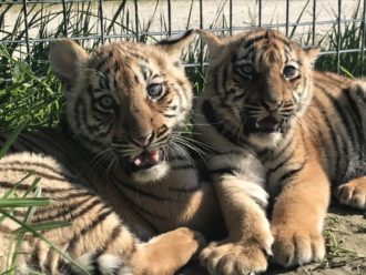 Tigri nate al parco safari