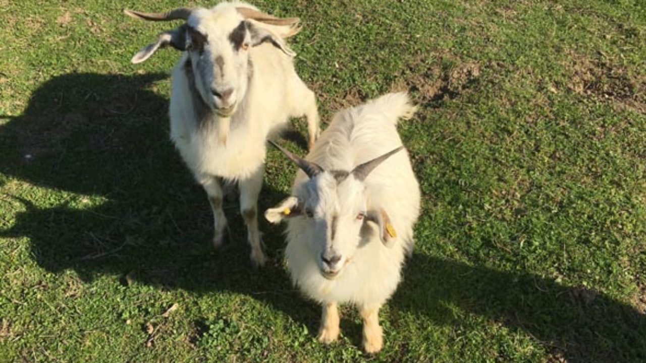 Capra Incorna Un Bambino Al Parco Di Cervia I Gestori L Animale E Stato Isolato