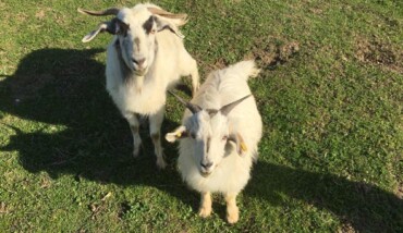 Capra Cashmere 3