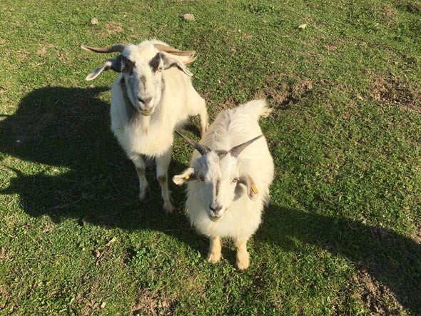 Capra Cashmere 3