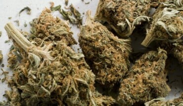 Cime Marijuana