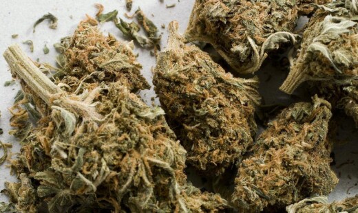 Cime Marijuana