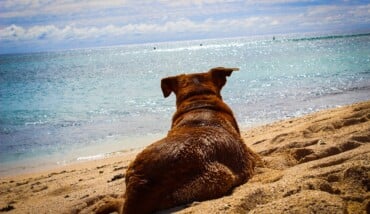 Cane In Spiaggia
