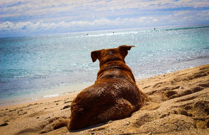 Cane In Spiaggia