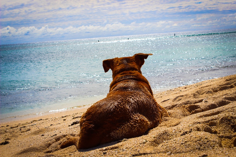 Cani In Spiaggia Disponibili Due Aree Libere Per Ospitare