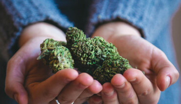Cannabis Legale