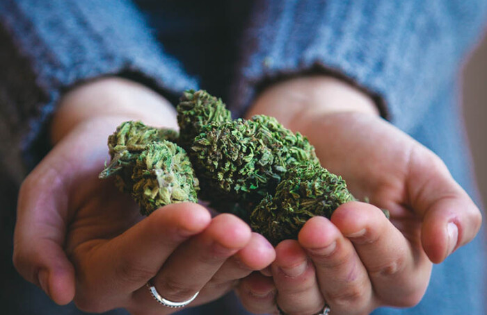 Cannabis Legale