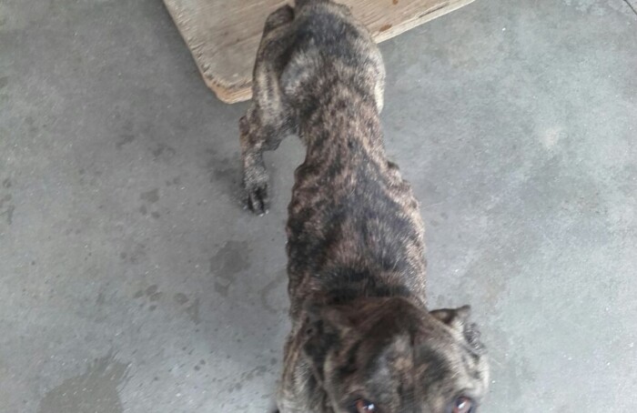 Foto Cane 2(1)