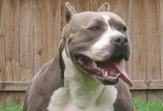 Pitbull Byw E1491991054993