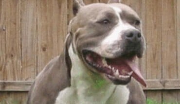 Pitbull Byw E1491991054993