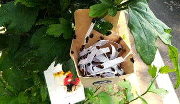 Coccinelle