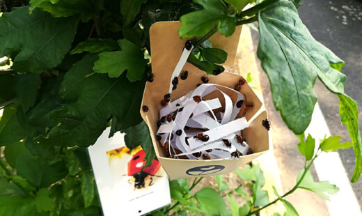 Coccinelle
