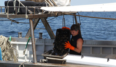 Cozze4