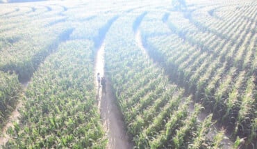 Labirinto 20107