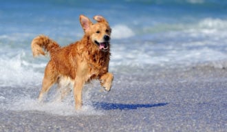 Cane In Spiaggia Mare