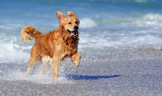 Cane In Spiaggia Mare