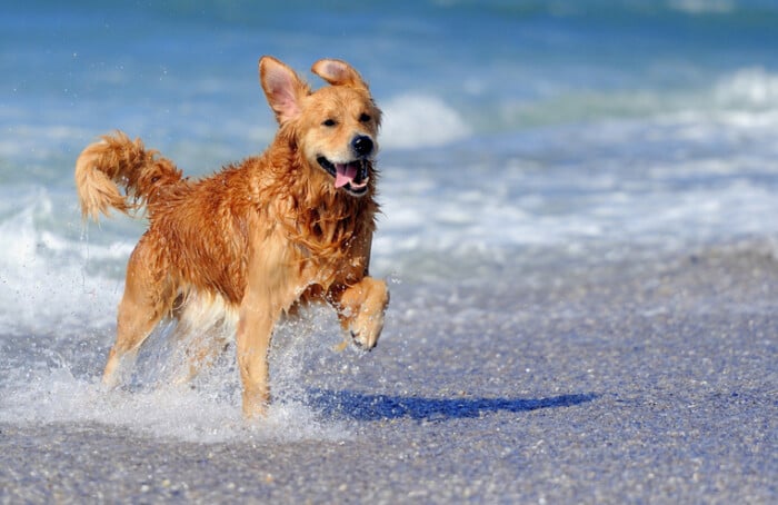 Cane In Spiaggia Mare