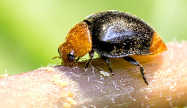 Coccinella 