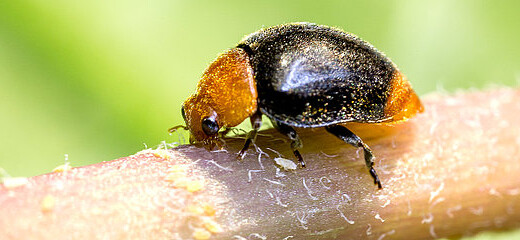 Coccinella