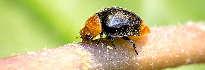Coccinella