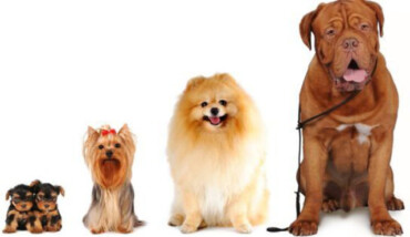 Evidenza Mostra Canina Sfilata Cani 640x400