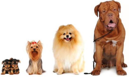 Evidenza Mostra Canina Sfilata Cani 640x400