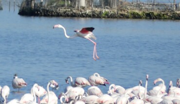Fenicotteri in valle