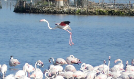 Fenicotteri in valle