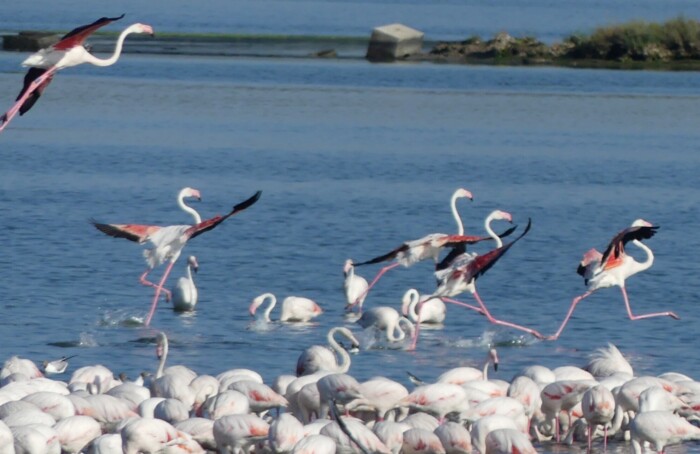 Fenicotteri in valle