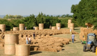 Raccolta Delle Balle, Luglio 2017 (foto Di Enrico Montanari) (2)