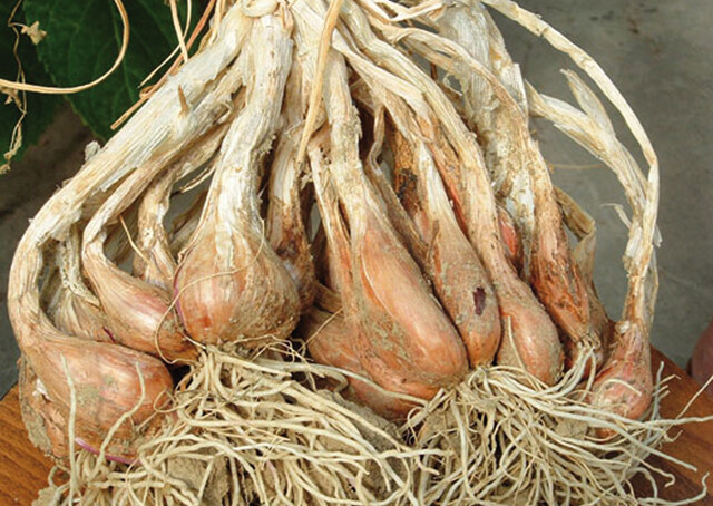 Scalogno