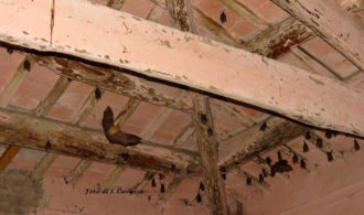 Foto Pipistrelli