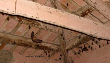 Foto Pipistrelli