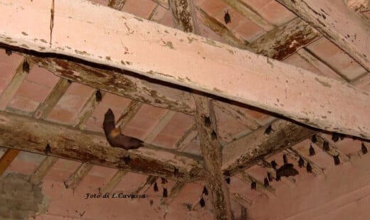 Foto Pipistrelli