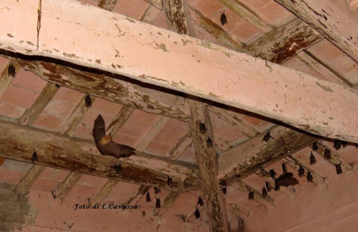Foto Pipistrelli