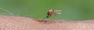 West Nile Virus Specie Italia Culex Pipiens